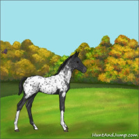 Horse Color:Blue Roan Appaloosa 