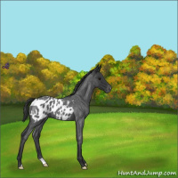 Horse Color:Blue Roan Appaloosa 