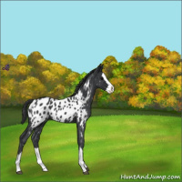 Horse Color:Blue Roan Splash Appaloosa 