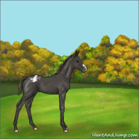 Horse Color:Smoky Blue Roan Varnish 