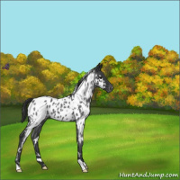 Horse Color:White Spotted Blue Roan Appaloosa 