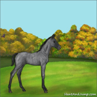 Horse Color:Blue Roan Varnish