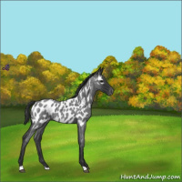 Horse Color:Blue Roan Appaloosa 