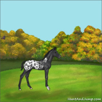Horse Color:Blue Roan Appaloosa 