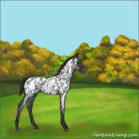 Horse Color:Blue Roan Near Leopard