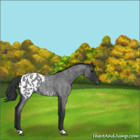 Horse Color:Blue Roan Appaloosa 