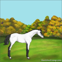 Horse Color:Blue Roan Near Fewspot 