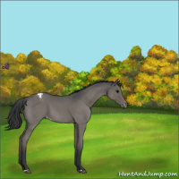 Horse Color:Blue Roan Varnish 