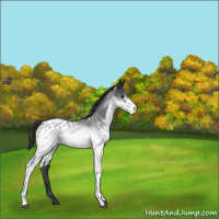 Horse Color:White Spotted Blue Roan Appaloosa 