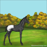 Horse Color:Blue Roan Snowcap 