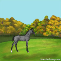 Horse Color:Blue Roan Appaloosa
