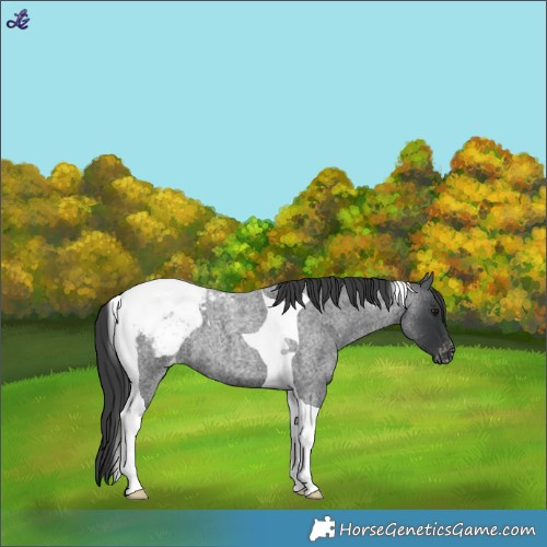 Horse Color:Blue Roan Tobiano Appaloosa 