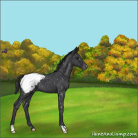 Horse Color:Blue Roan Snowcap 