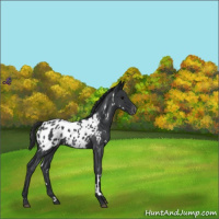 Horse Color:White Spotted Blue Roan Appaloosa
