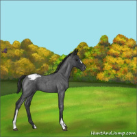 Horse Color:Blue Roan Appaloosa 