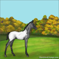 Horse Color:Blue Roan Near Fewspot 