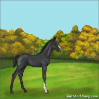 Horse Color:Blue Roan Varnish 
