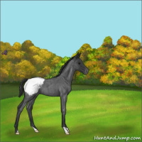 Horse Color:Blue Roan Appaloosa