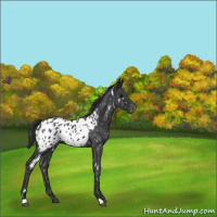 Horse Color:White Spotted Blue Roan Appaloosa 