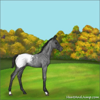 Horse Color:Blue Roan Near Fewspot 
