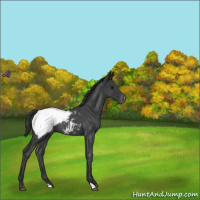 Horse Color:Blue Roan Appaloosa 