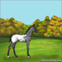 Horse Color:Blue Roan Near Fewspot 