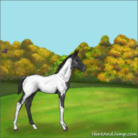 Horse Color:Blue Roan Tobiano Appaloosa 