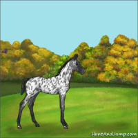 Horse Color:Blue Roan Appaloosa 