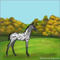 Horse Color:Blue Roan Near Leopard 