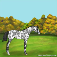 Horse Color:Blue Roan Leopard 