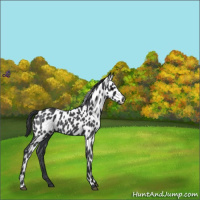 Horse Color:Blue Roan Leopard 