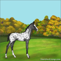 Horse Color:Blue Roan Splash Near Leopard 