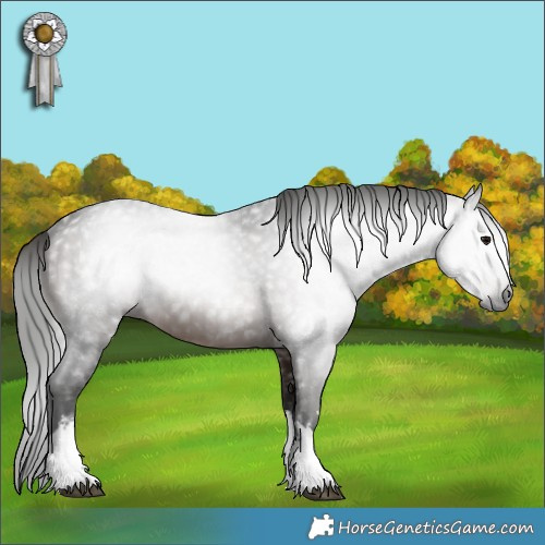 Horse Color:Gray White Spotted Bay 