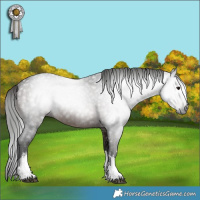 Horse Color:Gray White Spotted Bay