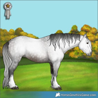 Horse Color:Gray White Spotted Bay 