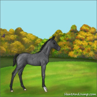 Horse Color:Blue Roan Varnish 