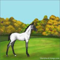 Horse Color:Blue Roan Appaloosa 