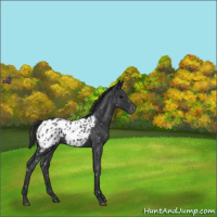 Horse Color:Blue Roan Appaloosa 