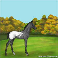 Horse Color:Blue Roan Appaloosa