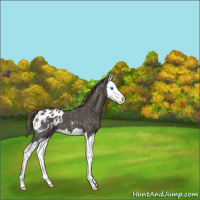 Horse Color:Smoky Blue Roan Splash Blanket 