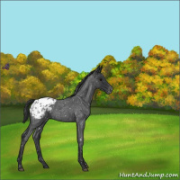 Horse Color:Blue Roan Appaloosa