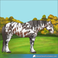 Horse Color:Brown Sabino Splash Leopard  and Brown Sabino Splash Leopard 
