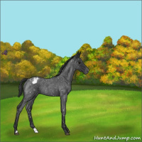 Horse Color:Blue Roan Snowflake Varnish 