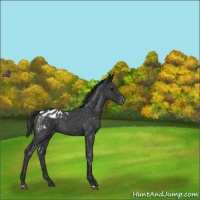 Horse Color:Blue Roan Appaloosa 
