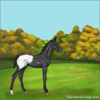 Horse Color:Blue Roan Appaloosa 