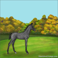 Horse Color:Blue Roan Snowflake Varnish