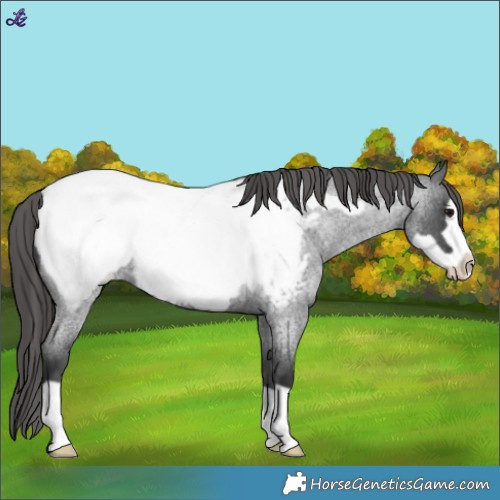 Horse Color:Blue Roan Frame Appaloosa 
