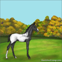 Horse Color:Blue Roan Appaloosa
