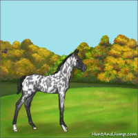 Horse Color:Blue Roan Appaloosa 
