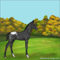 Horse Color:Blue Roan Appaloosa 